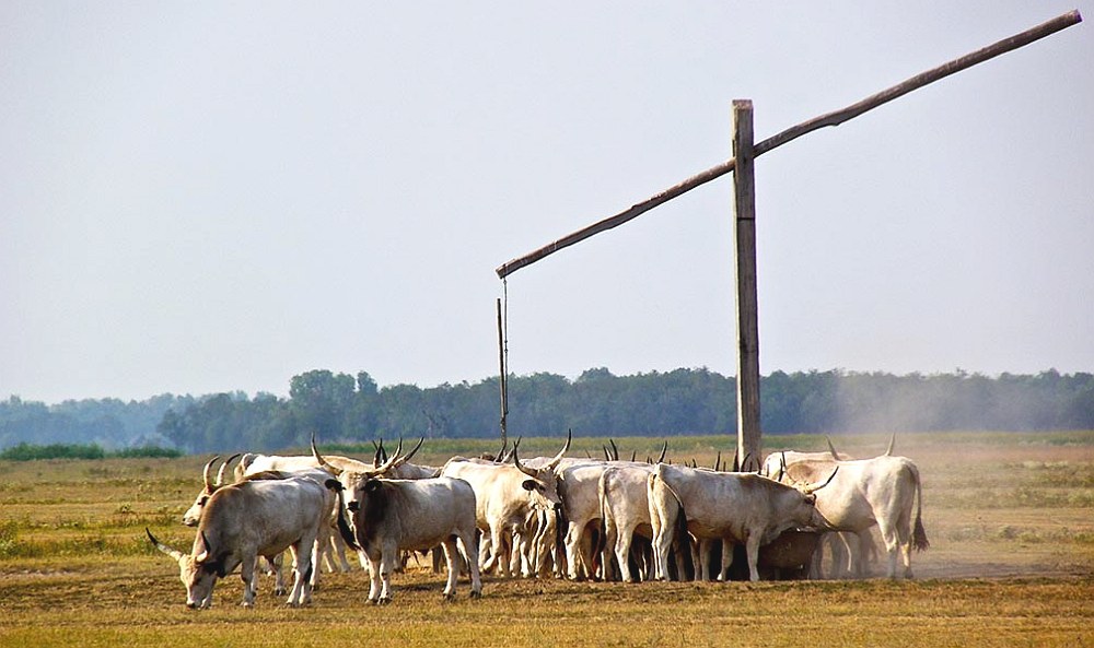 Alföldi puszta horizonttal